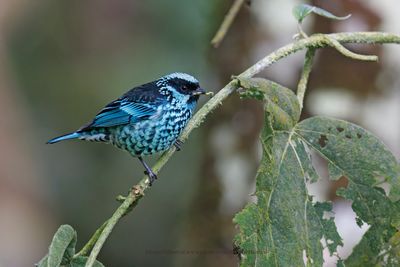 Beryl-spangled Tanager - Tangara nigroviridis