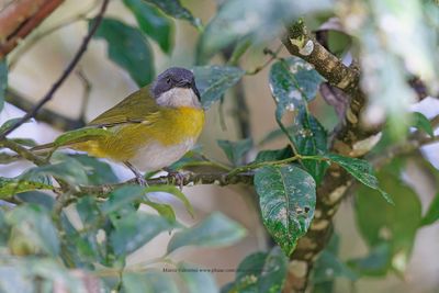 Ashy-throated Chlorospingus - Chlorospingus canigularis