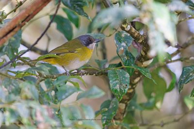 Ashy-throated Chlorospingus - Chlorospingus canigularis