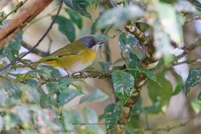 Ashy-throated Chlorospingus - Chlorospingus canigularis