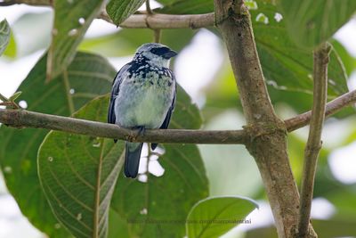 Gray-and-gold Tanager - Poecilostreptus palmeri