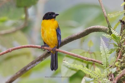 Black-chinned Mountain Tanager - Anisognathus notabilis