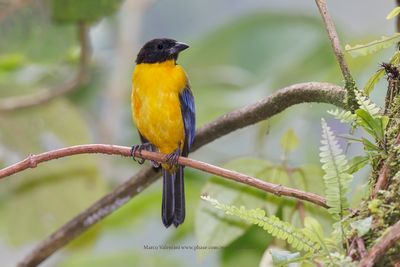 Black-chinned Mountain Tanager - Anisognathus notabilis