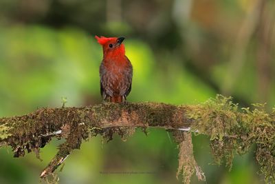 Crested Ant-Tanager - Habia cristata