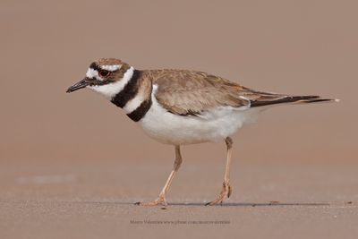 Killdeer - Charadrius vociferus