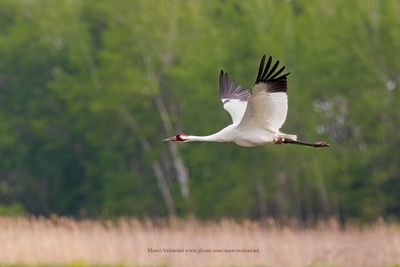 Whooping Crane - Grus americana