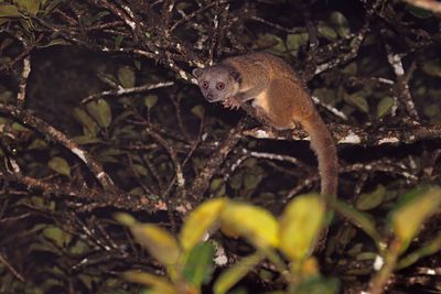 Olinguito - Bassarycion neblina