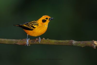 Golden Tanager - Tangara arthus