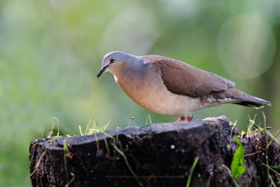 White-tipped dove - Leptotila verreauxi