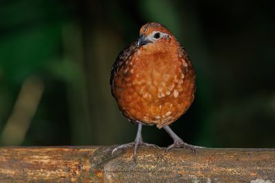 Chestnut Wood-Quail - Odontophorus hyperythrus