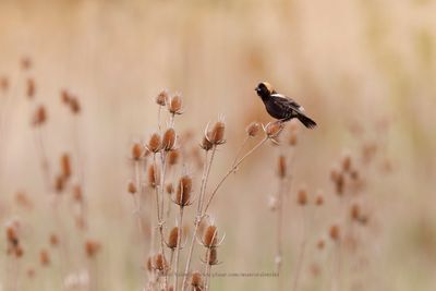 Bobolink - Dolichonyx oryzivorus