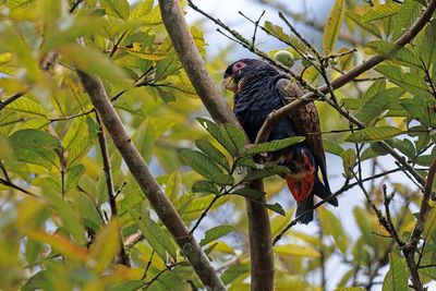 Bronze-winged Parrot - Pionus chalcopterus