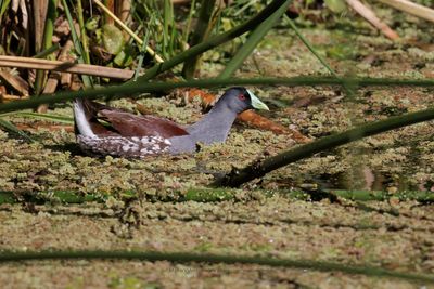 Spot-flanked Gallinule - Porphyriops melanops