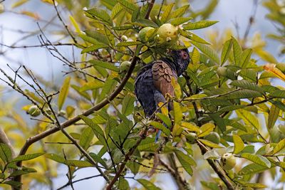 Bronze-winged Parrot - Pionus chalcopterus