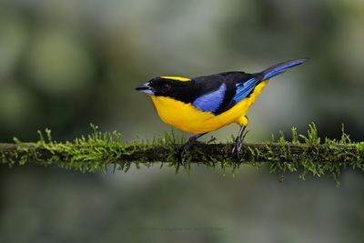 Blue-winged Mountain Tanager - Anisognathus somptuosus