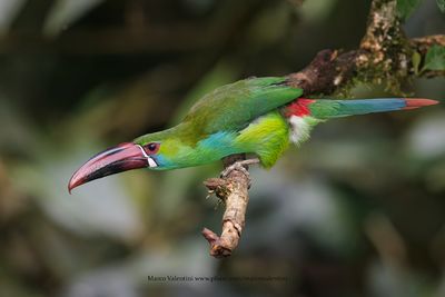 Crimson-rumped Toucanet - Aulacorhynchus haematopygus