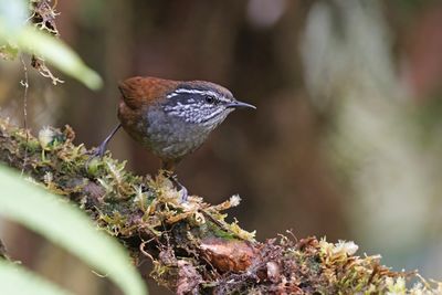 Munchique Wood-Wren - Henicorhina negreti