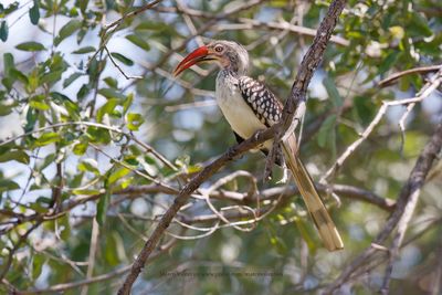 Southern Red-billed Hornbill - Tockus rufirostris