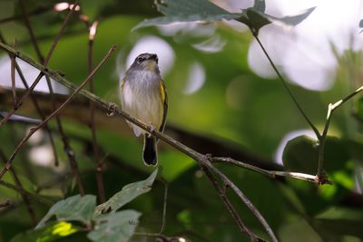 Slate-headed Tody-Flycatcher - Poecilotriccus sylvia