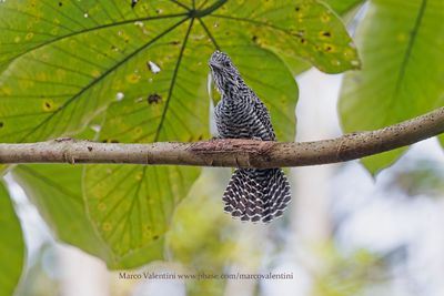 Bar-crested Antshrike - Thamnophilus multistriatus