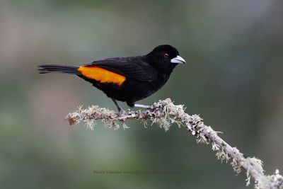 Flame-rumped Tanager - Ramphocelus flammigerus