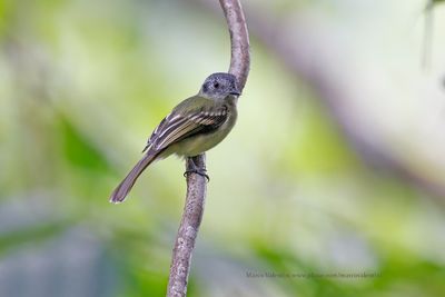 Slaty-capped Flycatcher - Leptopogon superciliaris