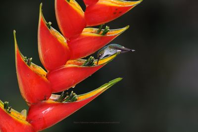 Booted Racket-tail - Ocreatus underwoodii