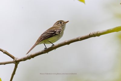 Least Flycatcher - Empidonax minimus