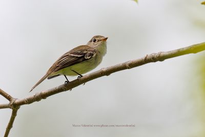 Least Flycatcher - Empidonax minimus