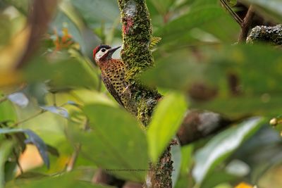 Spot-breasted Woodpecker - Colaptes punctigula