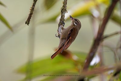 Plain Xenops - Xenops minutus