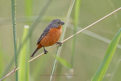 Ruddy-breasted Seedeater - Sporophila minuta