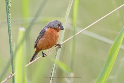 Ruddy-breasted Seedeater - Sporophila minuta