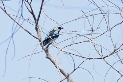 Golden-hooded Tanager - Stilpnia larvata