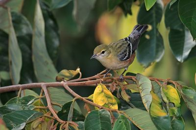 Bay-breasted Warbler - Setophaga castanea
