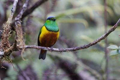 Chestnut-breasted Chlorophonia - Chlorophonia pyrrhophrys