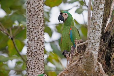Chestnut-fronted Macaw - Ara severus