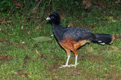 Blue-billed Curassow - Crax alberti