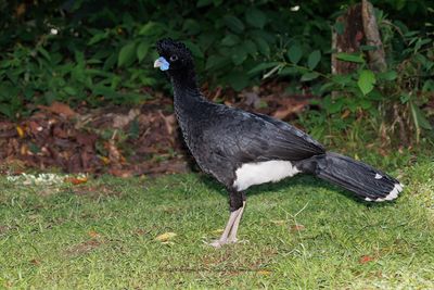Blue-billed Curassow - Crax alberti