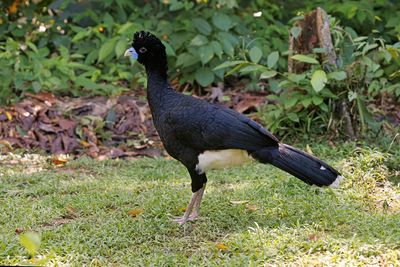 Blue-billed Curassow - Crax alberti