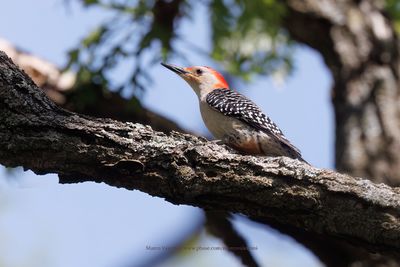 Red-bellied Woodpecker - Melanerpes carolinus