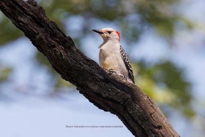 Red-bellied Woodpecker - Melanerpes carolinus