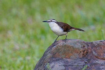 Bicolored Wren - Campylorhynchus griseus