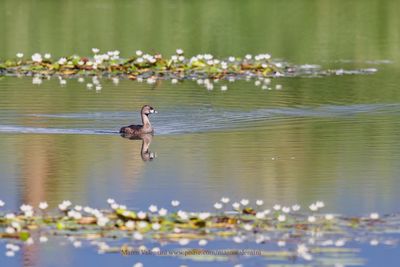 Pied-billed Grebe - Podilymbus podiceps