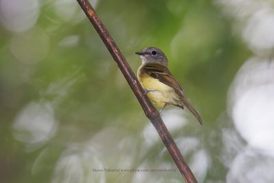 Black-billed Flycatcher - Aphanotriccus audax