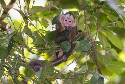 Varied White-fronted Capuchin - Cebus versicolor