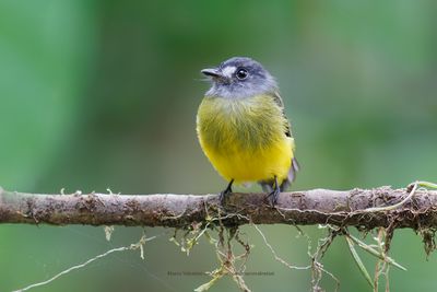 Ornate Flycatcher - Myiotriccus ornatus