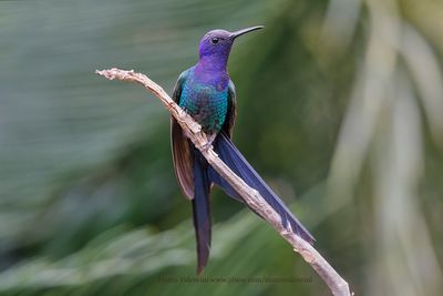 Swallow-tailed Hummingbird - Eupetomena macroura