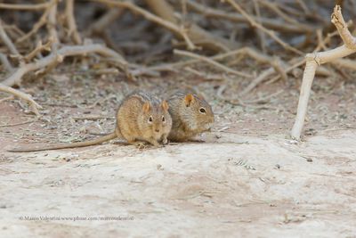 Four-striped Grass mouse - Rhabdomys pumilio
