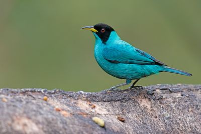 Green Honeycreeper - Chlorophanes spiza
